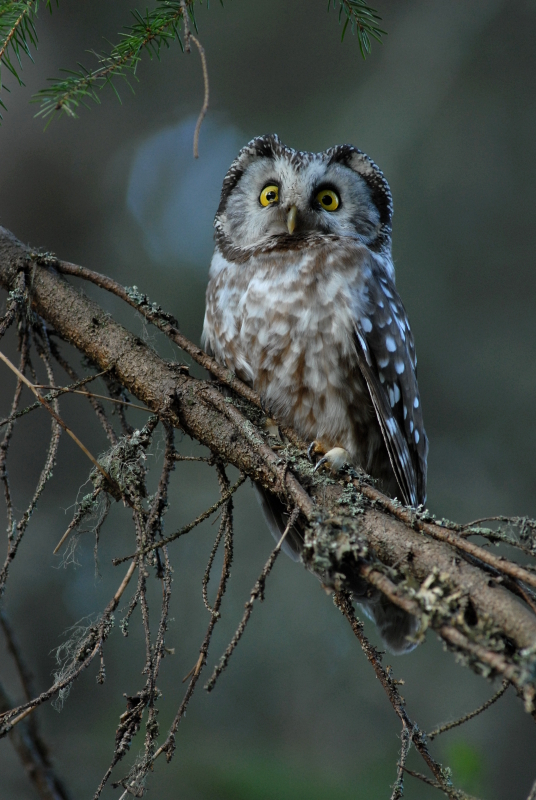 Tengmalm's Owl looks up from a branch by Ville Väisänen