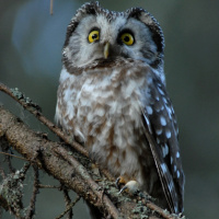 Boreal Owl