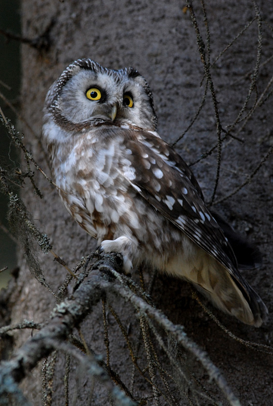 Tengmalm's Owl perched on a branch looking back by Ville Väisänen