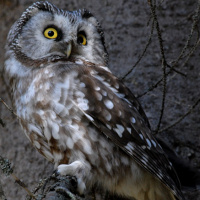 Boreal Owl