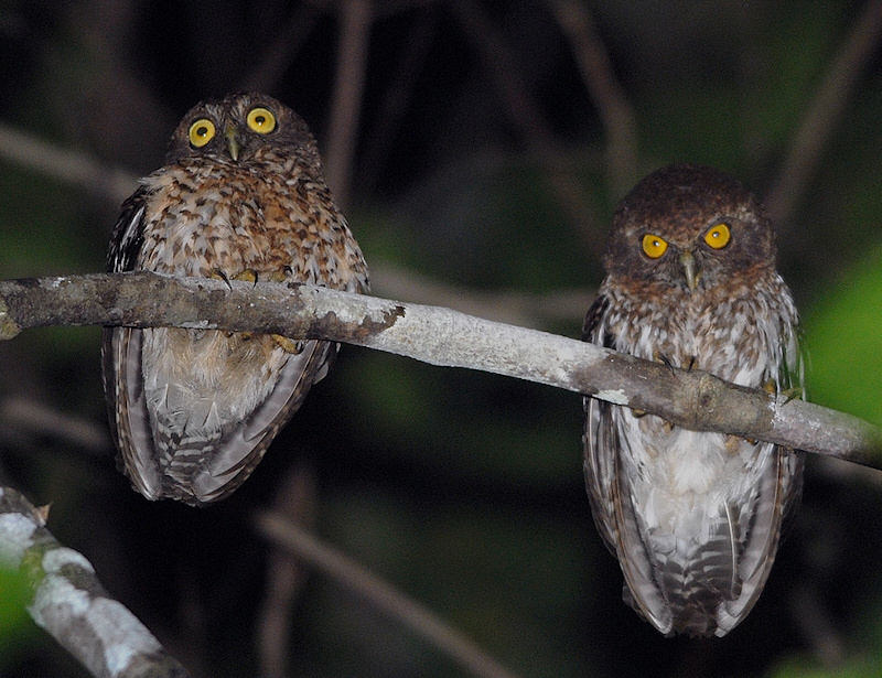 Two Togian Boobooks looking down from a branch at night by Bram Demeulemeester