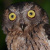 Torotoroka Scops Owl