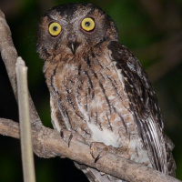 Torotoroka Scops Owl