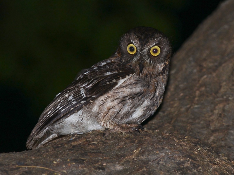 Torotoroka Scops Owl sitting in a tree looking sideways by Alan Van Norman