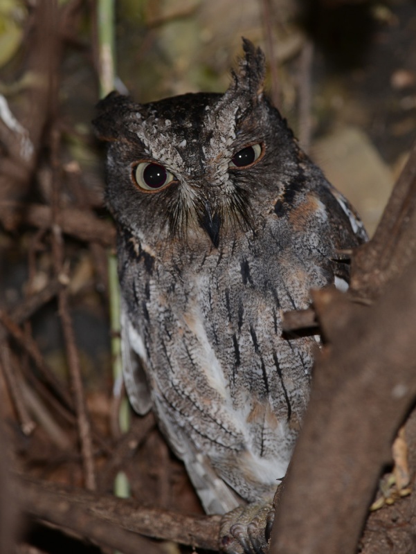 Torotoroka Scops Owl squinting with one eye by Alan Van Norman