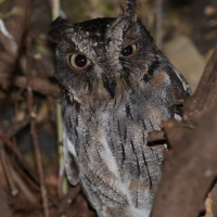 Torotoroka Scops Owl