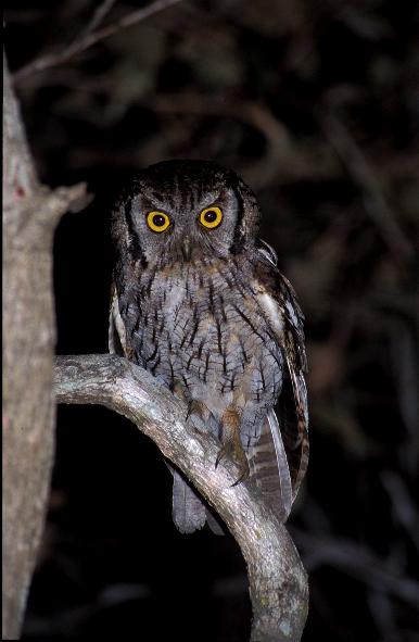 Tropical Screech Owl perched on a curved branch at night by Ana Cláudia Rocha Braga
