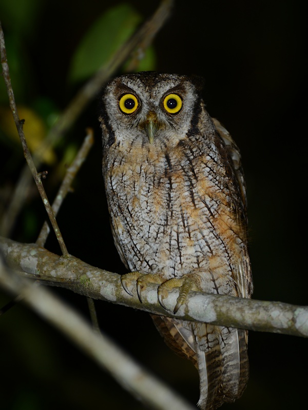 Close view of a Tropical Screech Owl looking at us by Alan Van Norman