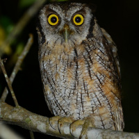 Tropical Screech Owl