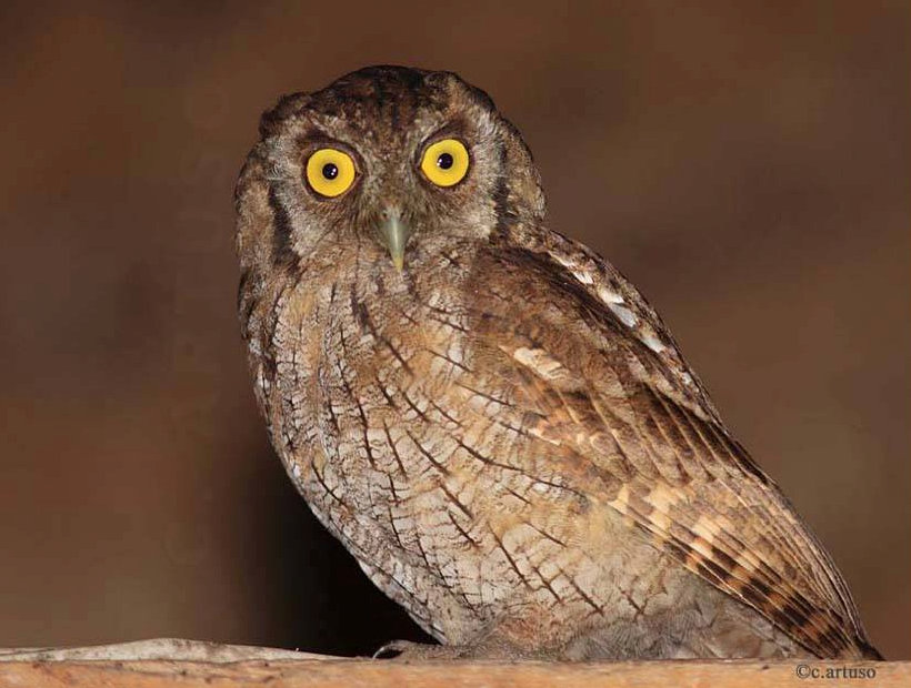 Close side view of a Tropical Screech Owl looking at us by Christian Artuso