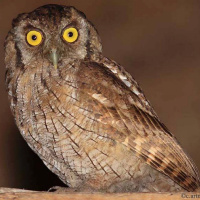 Tropical Screech Owl