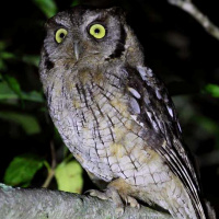 Tropical Screech Owl