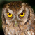 Tropical Screech Owl