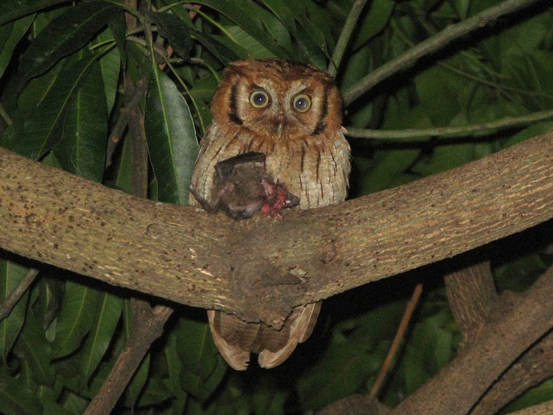 Tropical Screech Owl eating a bat by Guilherme Colugnatti