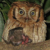 Tropical Screech Owl