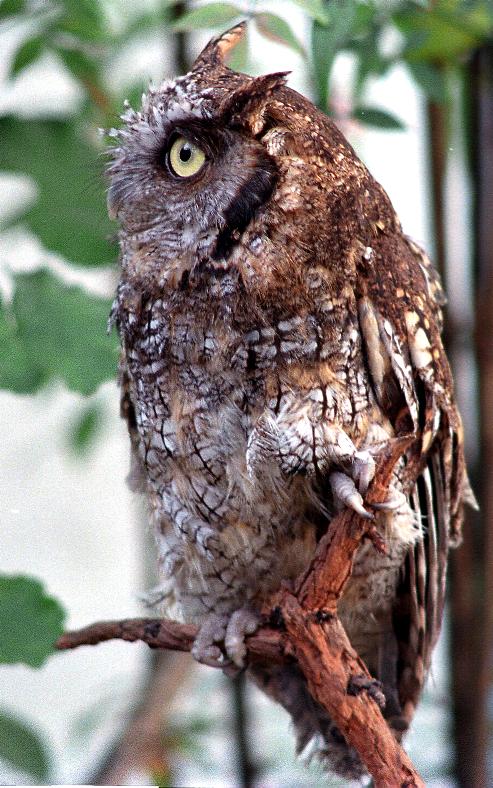 Tropical Screech Owl on a small branch looking to the side by José Carlos Motta-Junior