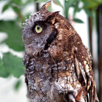 Tropical Screech Owl