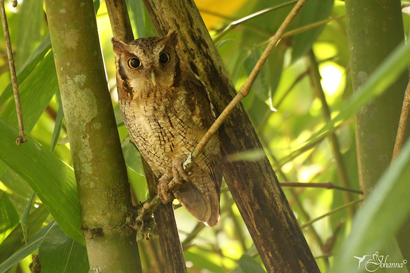 Tropical Screech Owl roosts in the shade by Johanna Murillo