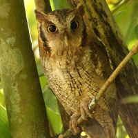 Tropical Screech Owl