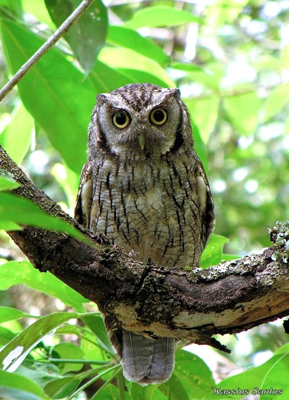 Front view of a Tropical Screech Owl by Kassius Santos
