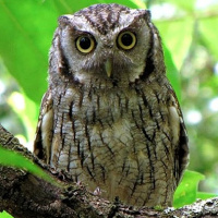 Tropical Screech Owl