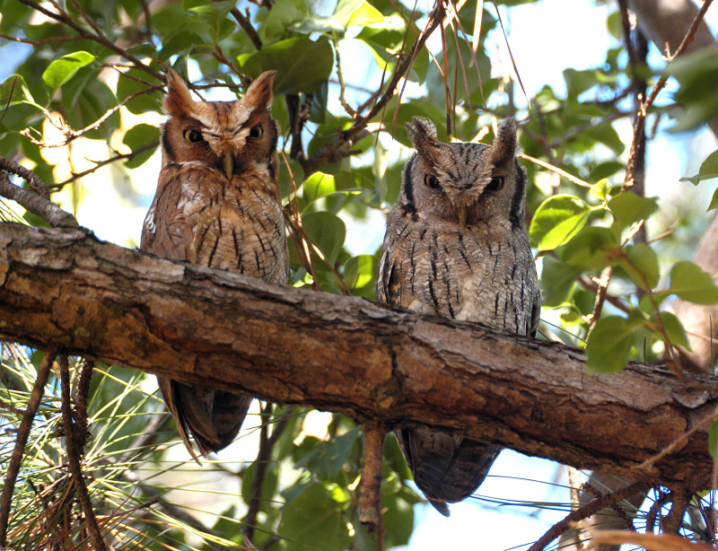 Two Tropical Screech Owls perched together on a thick branch by Nunes D'Acosta