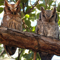 Tropical Screech Owl