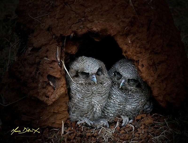 Two baby Tropical Screech Owls in a nest hole by Nunes D'Acosta