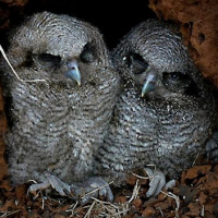 Tropical Screech Owl