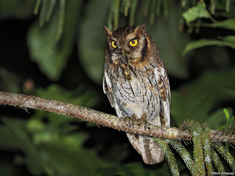 Tropical Screech Owl eating a cricket by Nick Athanas