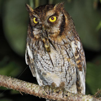 Tropical Screech Owl