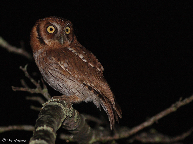 Side view of a Tropical Screech Owl looking back over its shoulder by Oz Horine