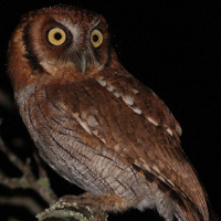 Tropical Screech Owl