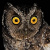 Tumbes Screech Owl