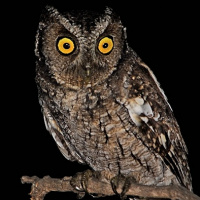 Tumbes Screech Owl