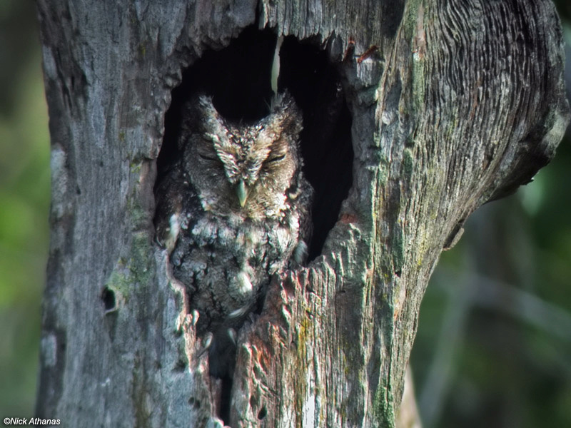 Tumbes Screech Owl rests in a tree hollow by Nick Athanas