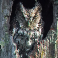 Tumbes Screech Owl