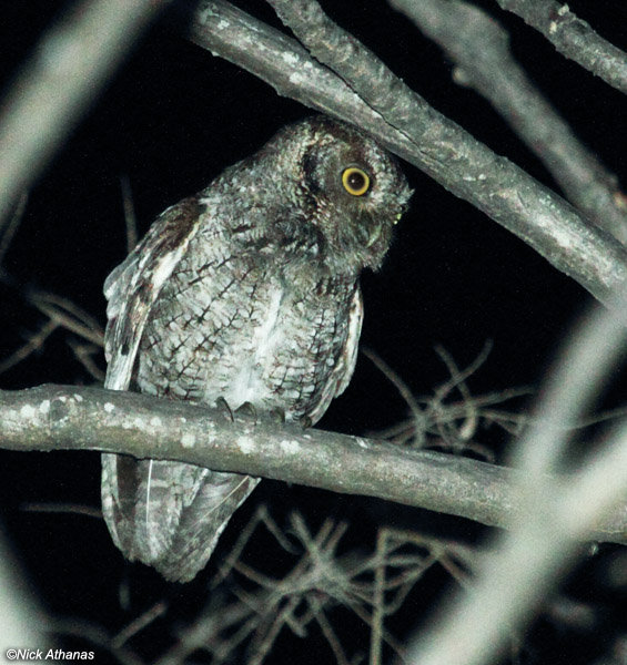 Tumbes Screech Owl looks around the branches at night by Nick Athanas
