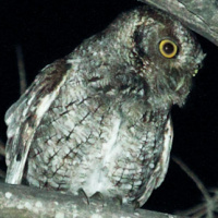 Tumbes Screech Owl