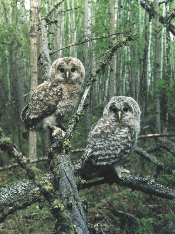 Two young Ural Owls on a fallen tree in the forest by Jevgeni Ekimov