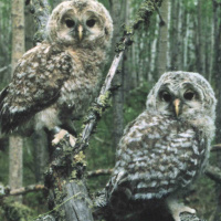 Ural Owl