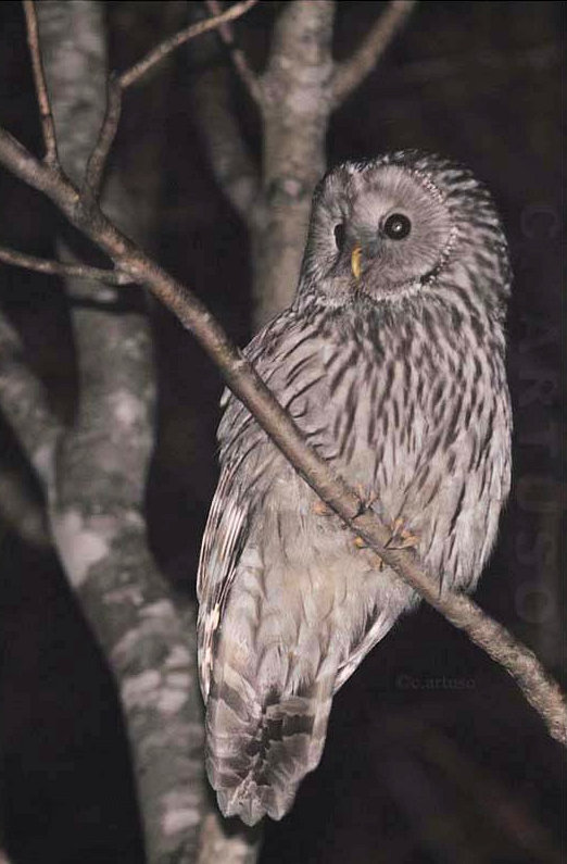 Ural Owl looks sideways from its branch at night by Christian Artuso