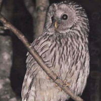 Ural Owl