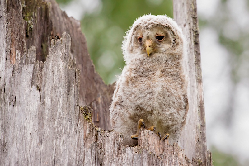 A baby Ural Owl rests on a broken tree by Davis Drazdovskis