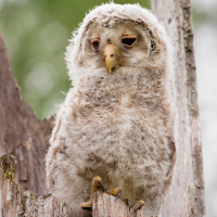 Ural Owl