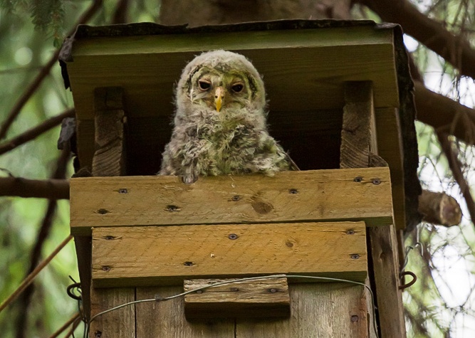 A baby Ural Owl peaks out of its nest box by Davis Drazdovskis