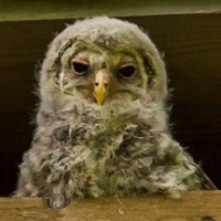 Ural Owl