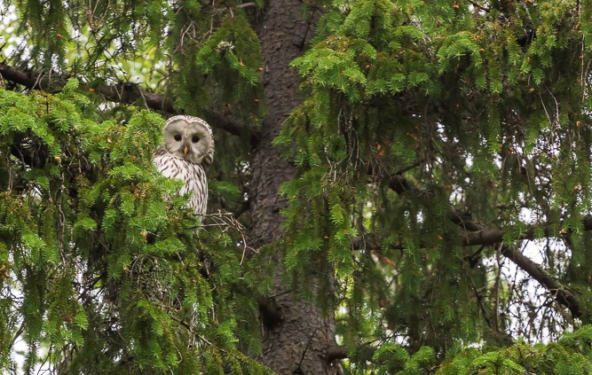 A Ural Owl peers out from tree foliage by Davis Drazdovskis