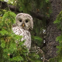 Ural Owl