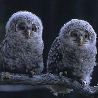 Ural Owl